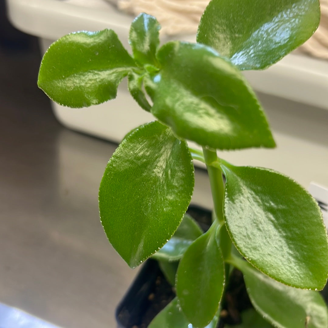 Houseplant/Succulent/Kalanchoe "Mother of Thousands"
