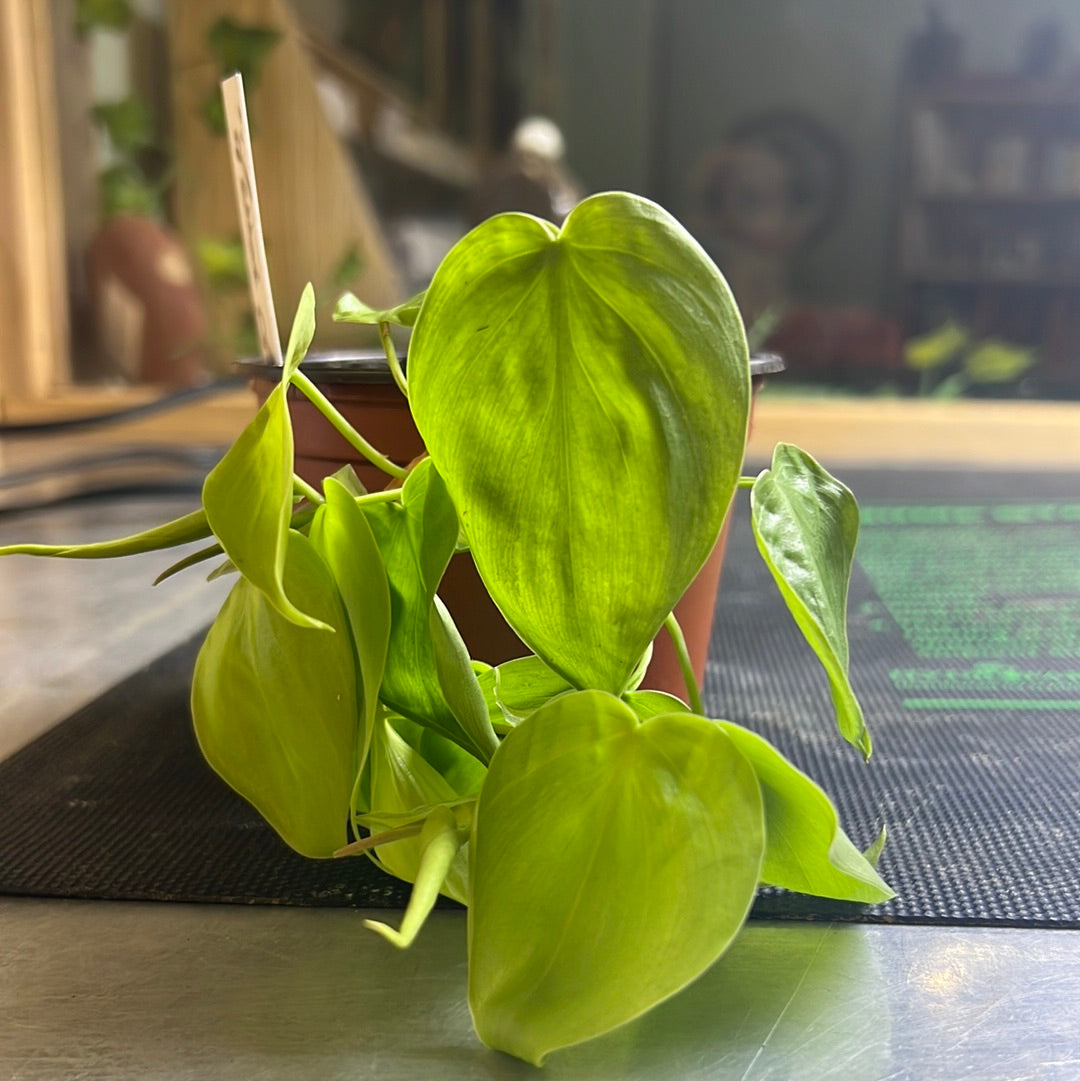 Houseplant/ Philodendron "Lemon Lime"