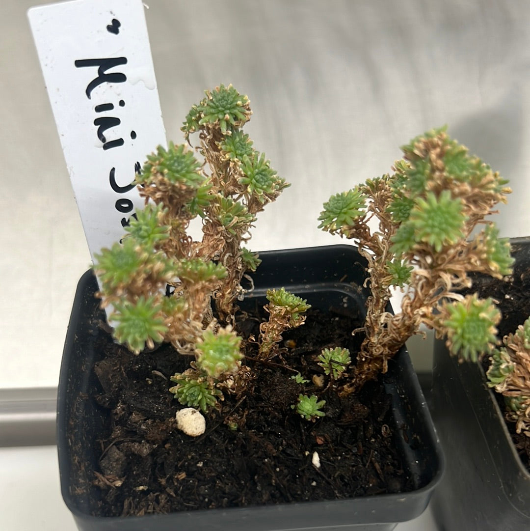 Houseplant/ Sedum "Miniature Joshua Tree"
