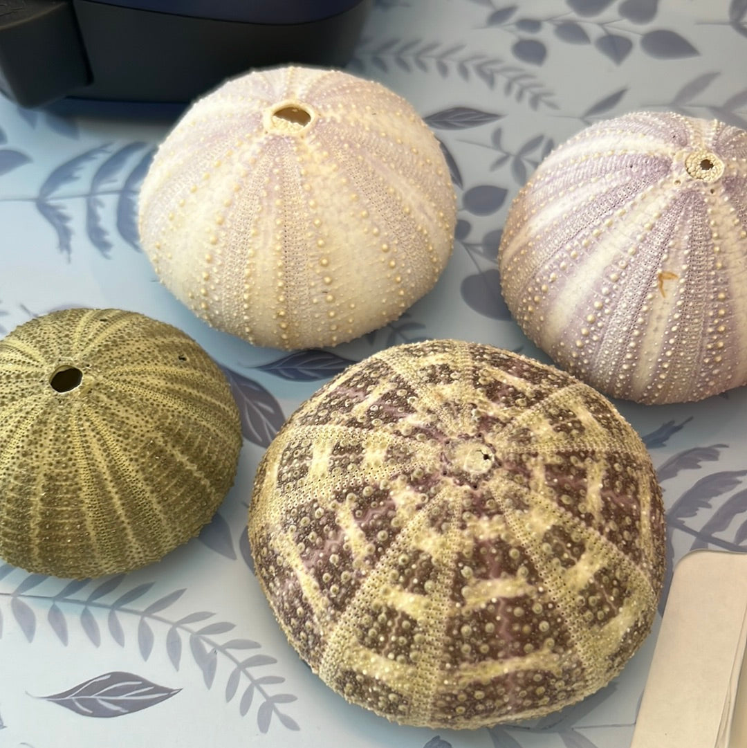 Sea Urchins