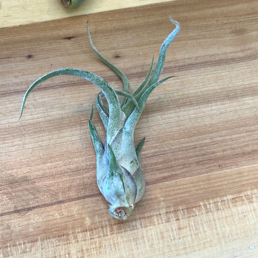 Seleriana, Medium- Air Plant