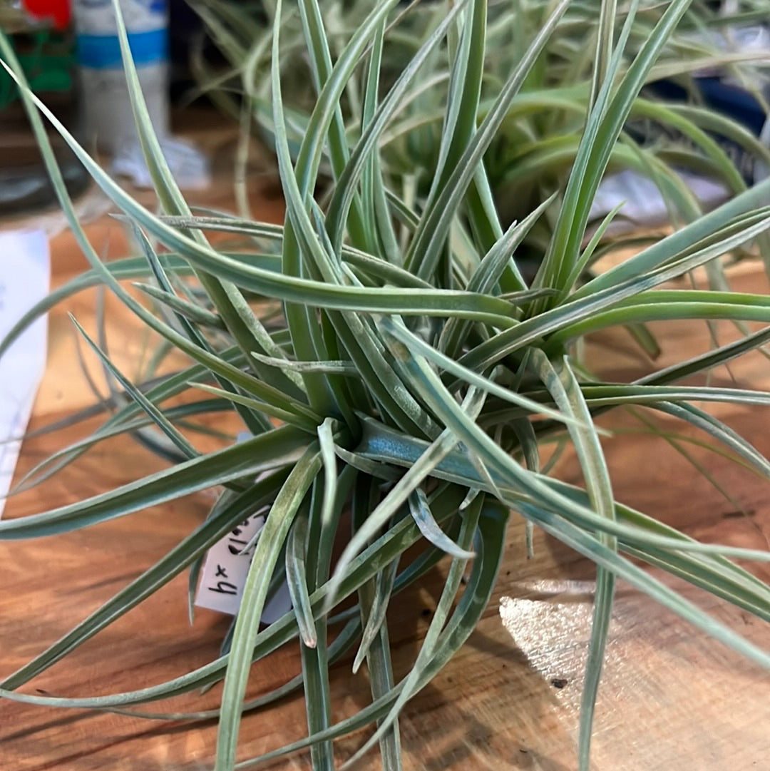 Peru Inca Gold Clump - Air Plant