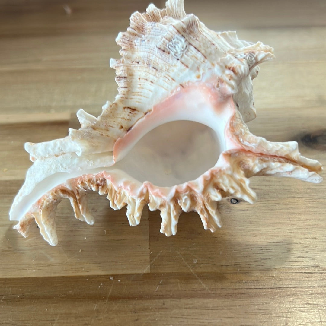 Conch Shell