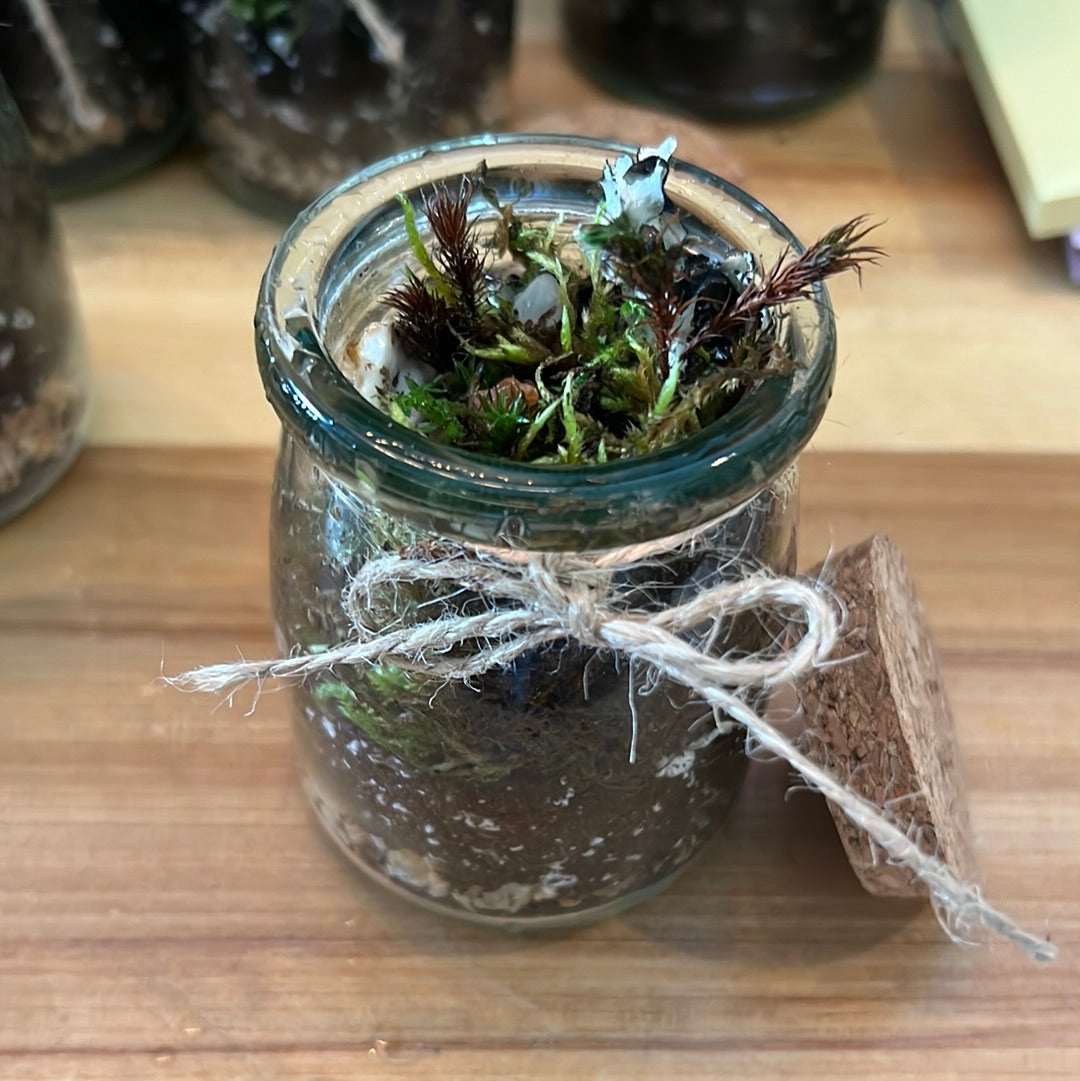 Northwoods Moss Terranium